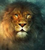 Aslan's Photo